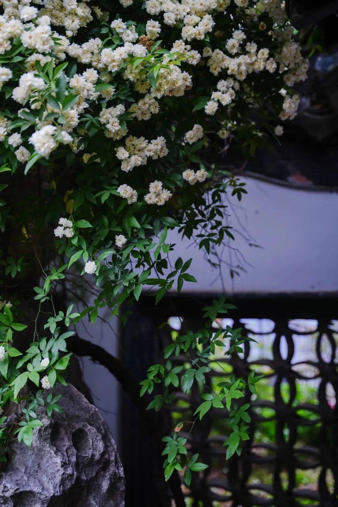 扬|州|何|园江南无所有,聊赠一枝春在春天的任何一个时候走进园林都会