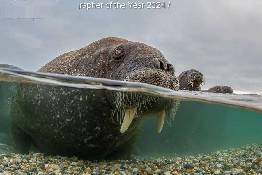 underwater photographer of the year_英国_鲸鱼_螃蟹