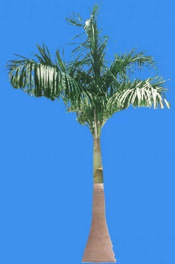 棕榈类植物傻傻分不清楚?看这里!_椰子_世界_种类