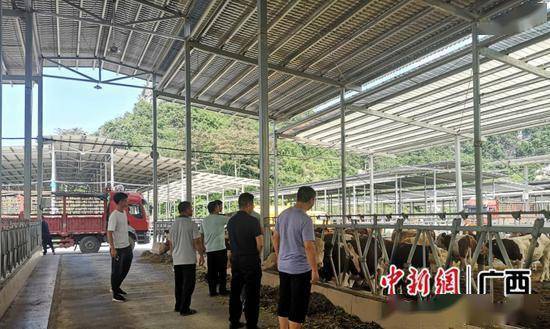 广西靖西:"牛"书记让村民生活"牛"起来_发展_养殖_陈科