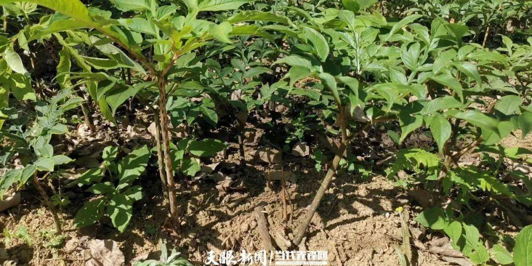 【绿色发展】贵阳贵安今年发展10万亩林下种植_经营_中药材_示范