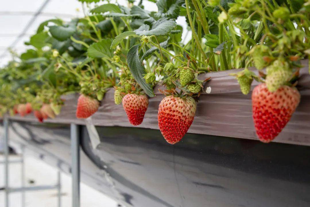 黄陂:小草莓大产业 助农增收促发展_种植_姚家集_木兰