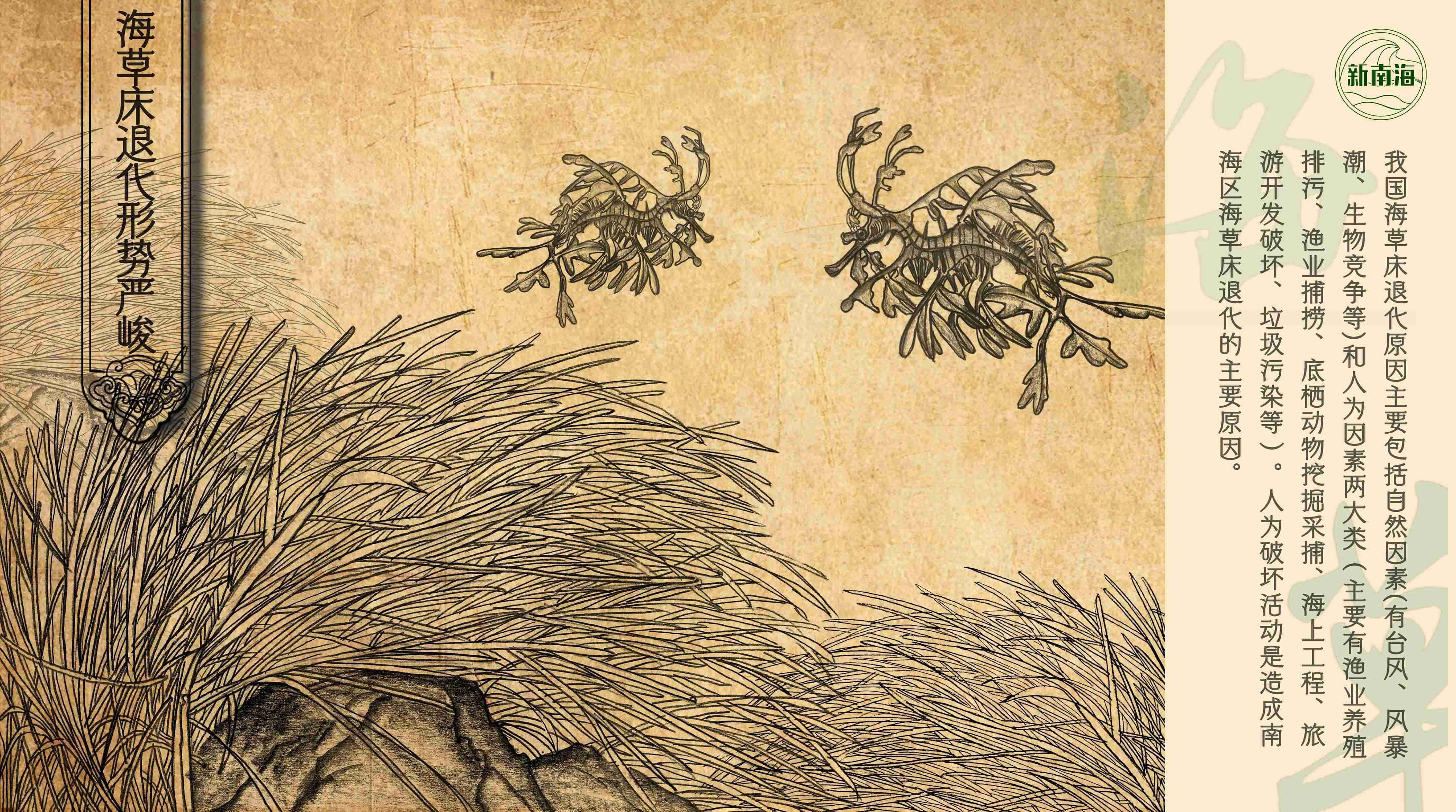 世界海草日守护生物多样性之小小海草大能量