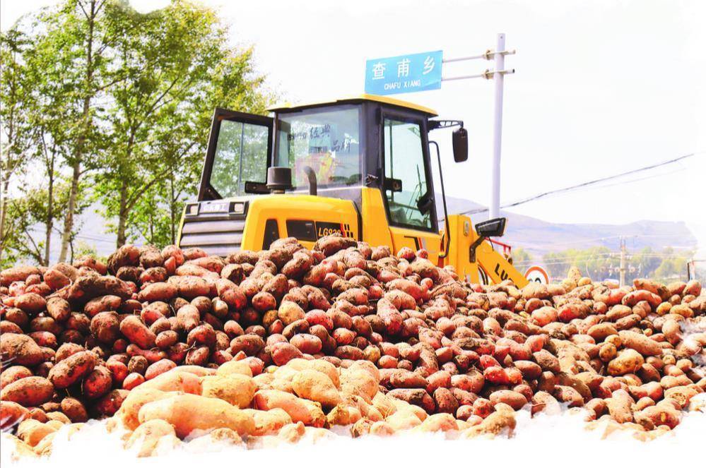 新伟业·高质量发展调研行】一粒小薯种的澎湃生命力——解码"青薯9号