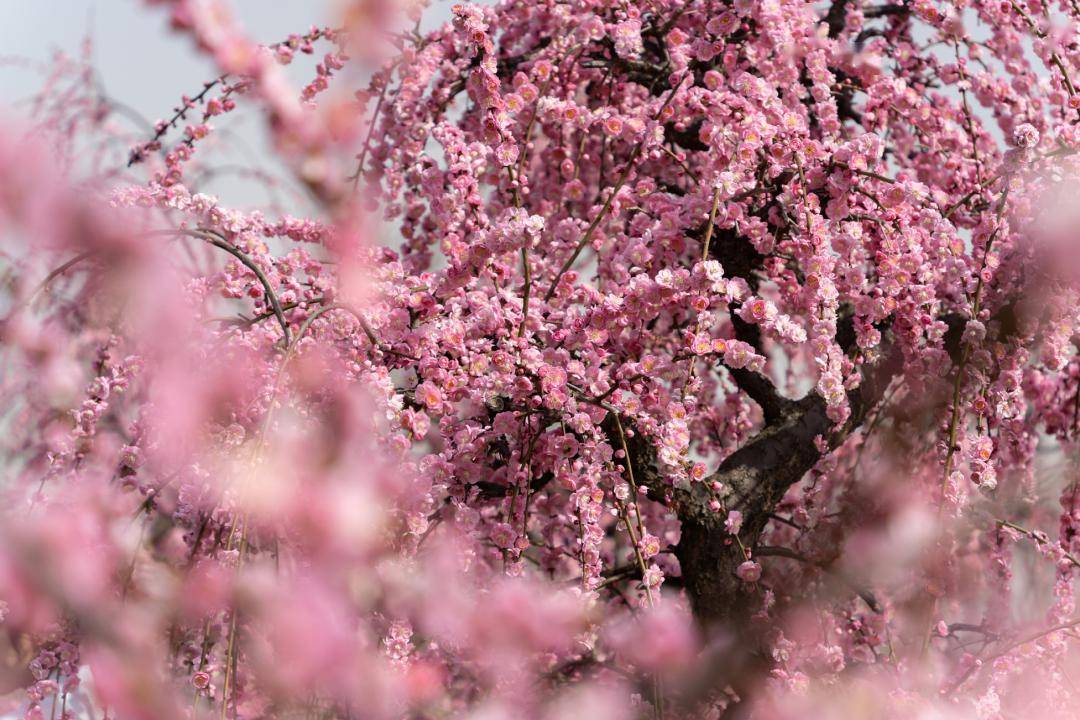 红梅_长广_梅林