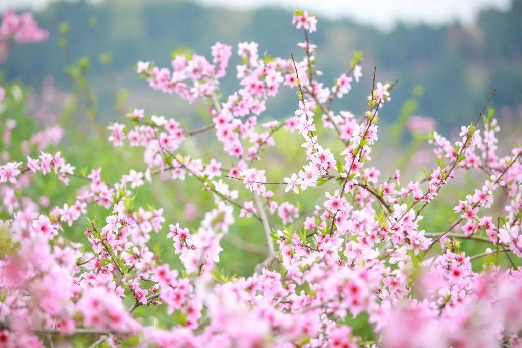 接下来的遂宁64花64花64花64花64花64