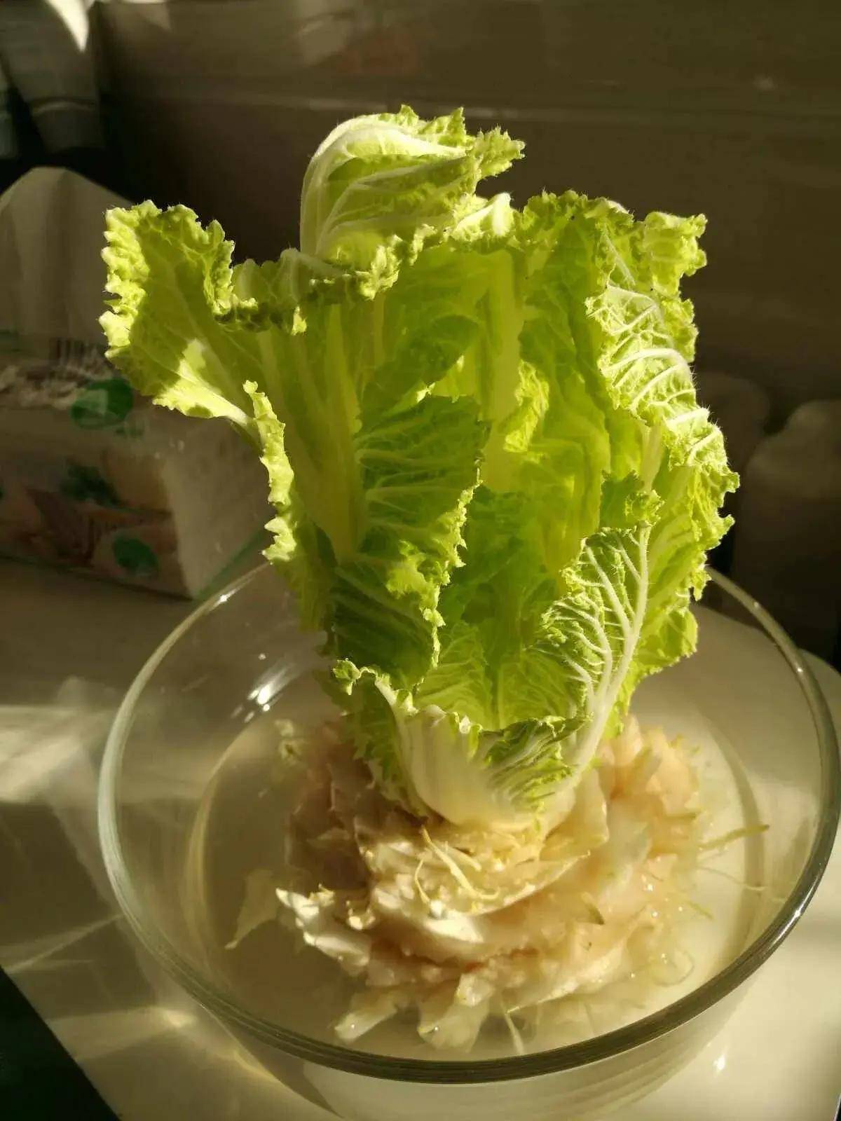 一棵白菜的高光时刻