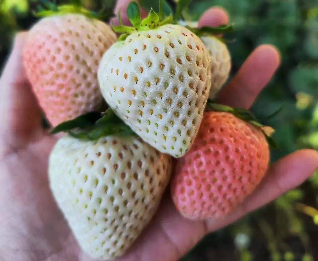 将在兴寿镇辛庄村礼堂拉开帷幕暨第五届昌平草莓节启动仪式与新品种新