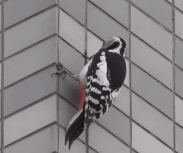 啄木鸟"哐哐"撞树,为什么没事?原来我们被骗好多年._观点_头部_缓冲