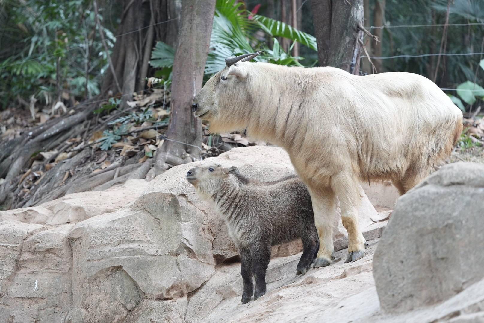 国宝级"六不像"来了!周末去看金毛羚牛双胞胎宝宝_成年_世界_南方