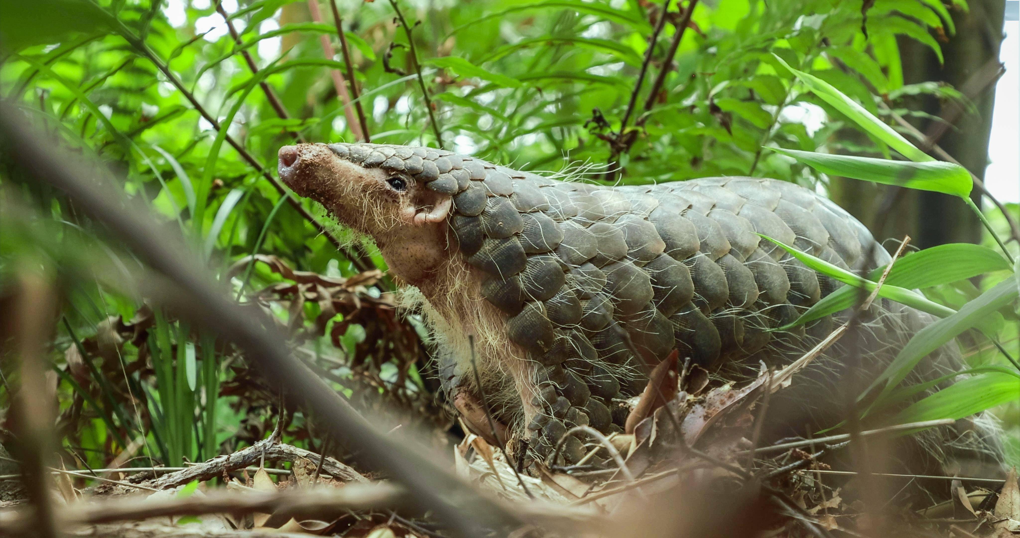 中华穿山甲野外种群持续增长,广东启动相关智慧保护体系建设_动植物
