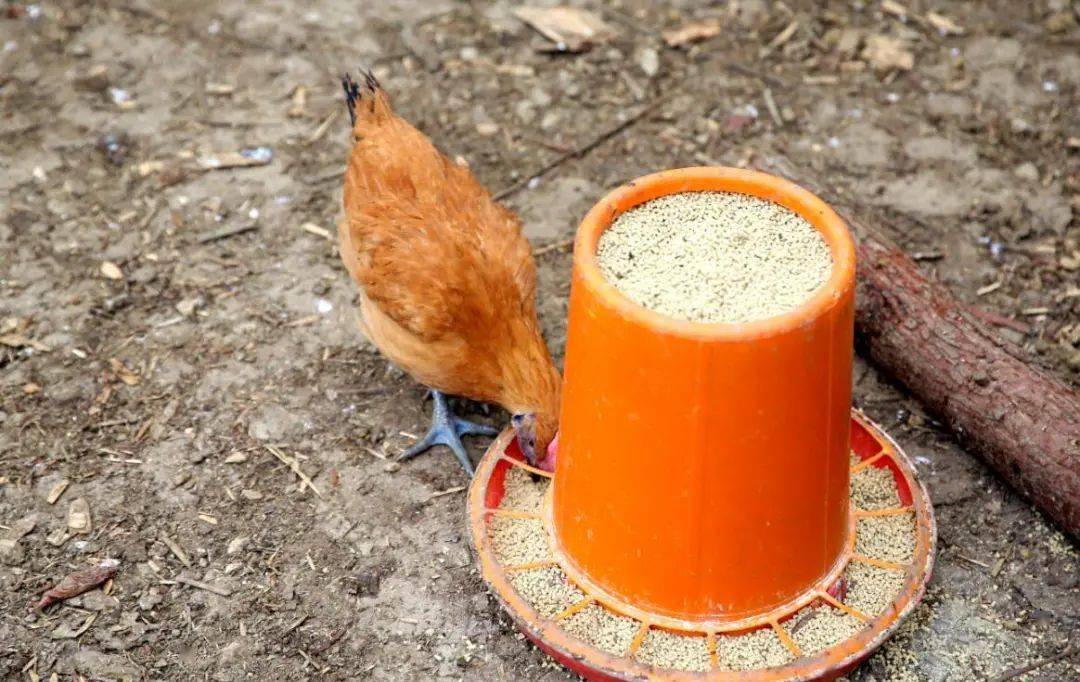 咱们村的"ceo" | 吴超:生态养鸡"啄"出致富路_养殖_发展_村民