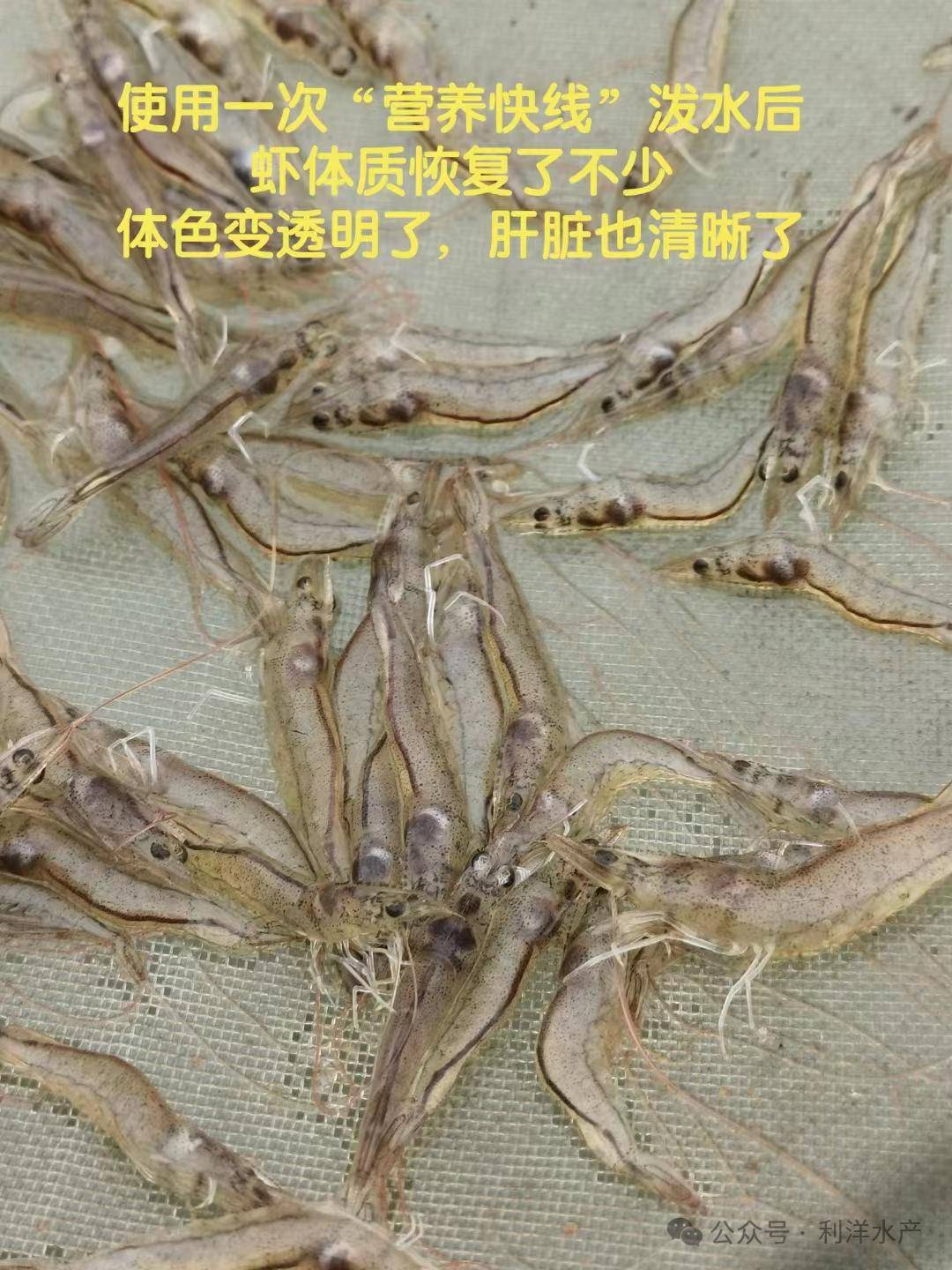 【产品专题】"营养快线"强体质抗应激,助力南美白对虾养殖_降雨_肝脏