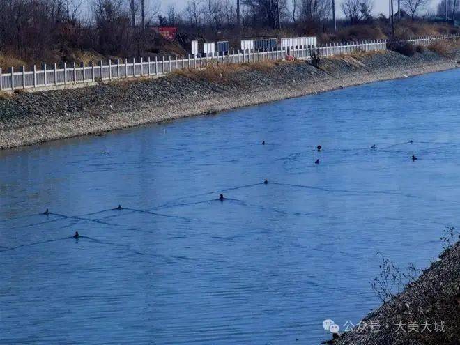 赵王新河的白骨顶鸡飞到了大城县白马河_生态_保护_袁国平