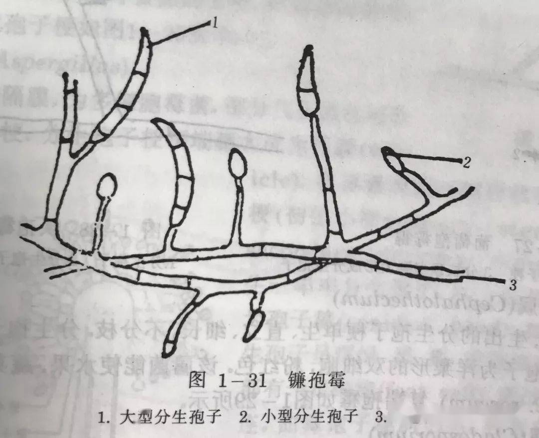 据说现在谈茶叶,不谈微生物了都out了