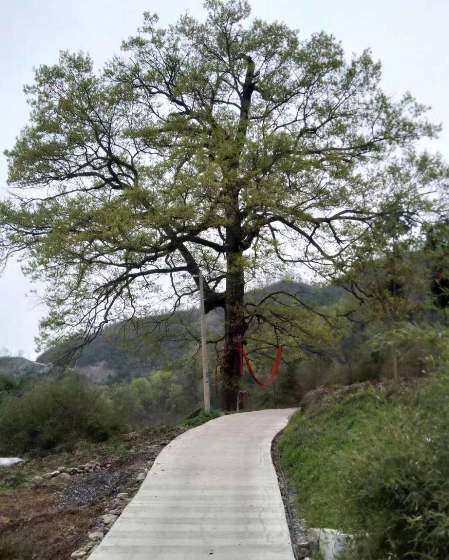 快来投票镇坪县第二届丽源杯残疾人摄影大赛投票开始啦