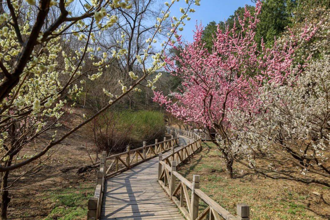 香山公园蜡梅花开了