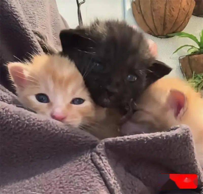 社区出手了_爱心_猫咪_业主