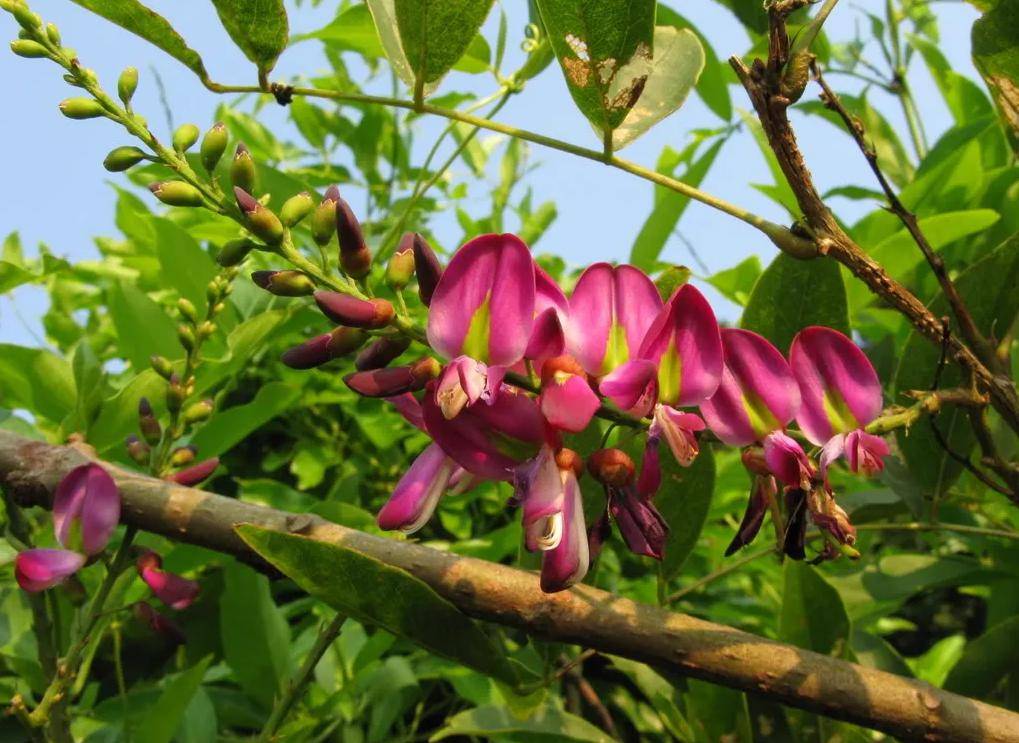 中医话中药之"鸡血藤