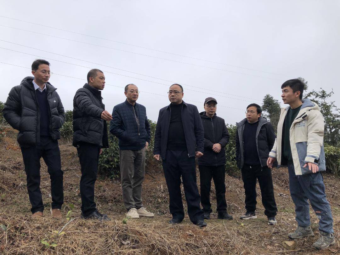 张志才一行先后深入古田县,寿宁县,柘荣县,现场察看了死亡松树清理