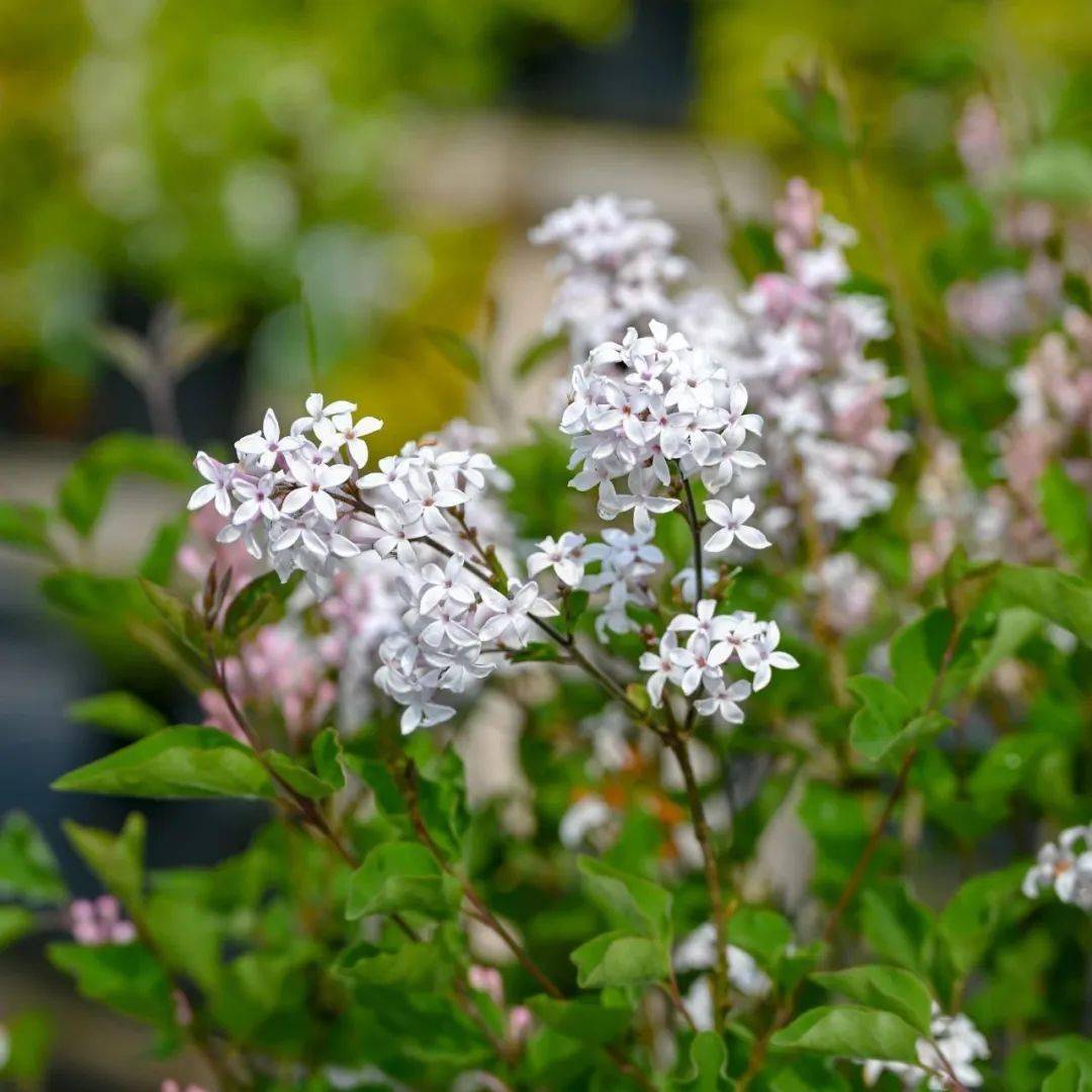 这份丰台赏花指南请您查收——_公园_南苑_万芳亭