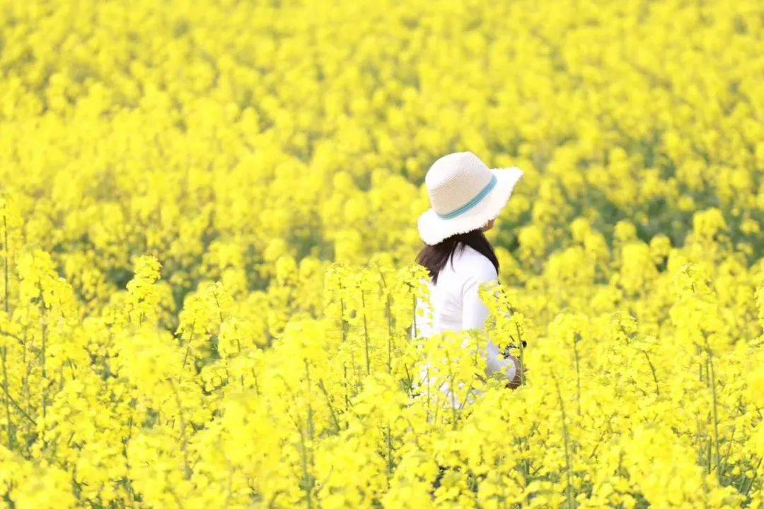 61 女神节带你玩转广州百万葵园|任你解锁 n 种游乐方式,让你狂嗨