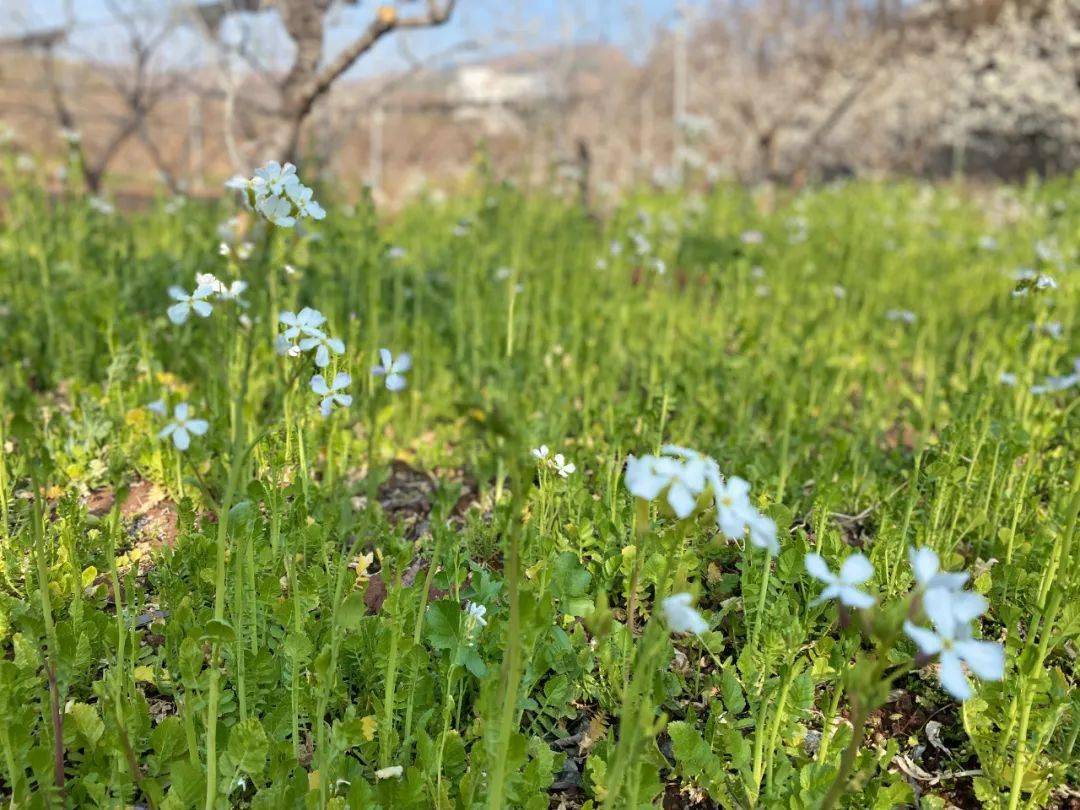 鲁甸小寨:春日繁花之美等您来