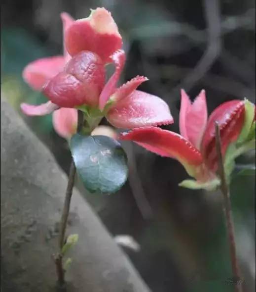 吃过15种以上的是山精!_味道_果实_野果