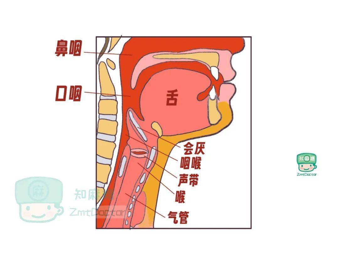 声带与喉咙位置图图片