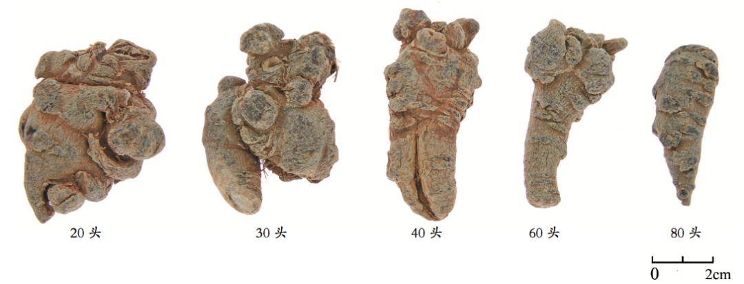 三七采购小窍门在民间,三七的质量和价格常常用头数表示.