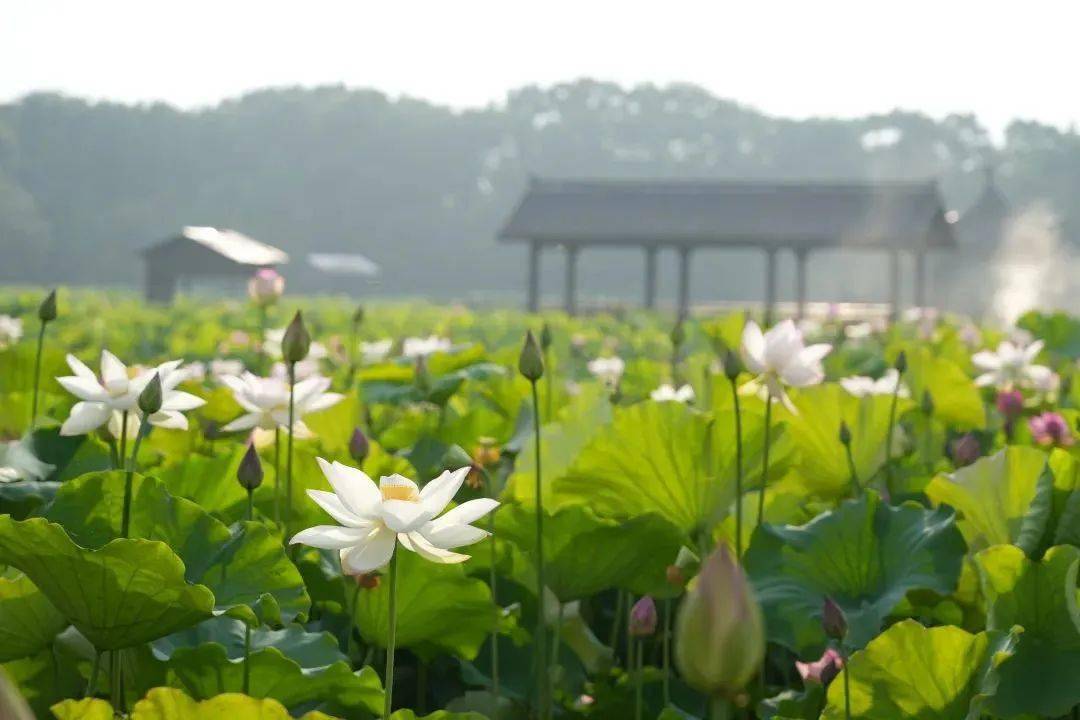 濮院_罗家_遗址