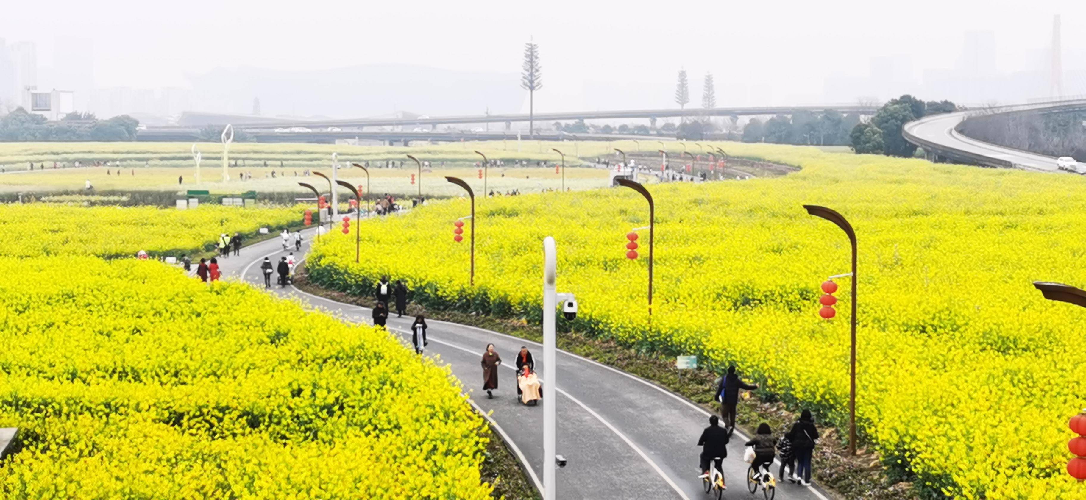 环城生态区彩色油菜花田"上线"_市民_成都_色彩