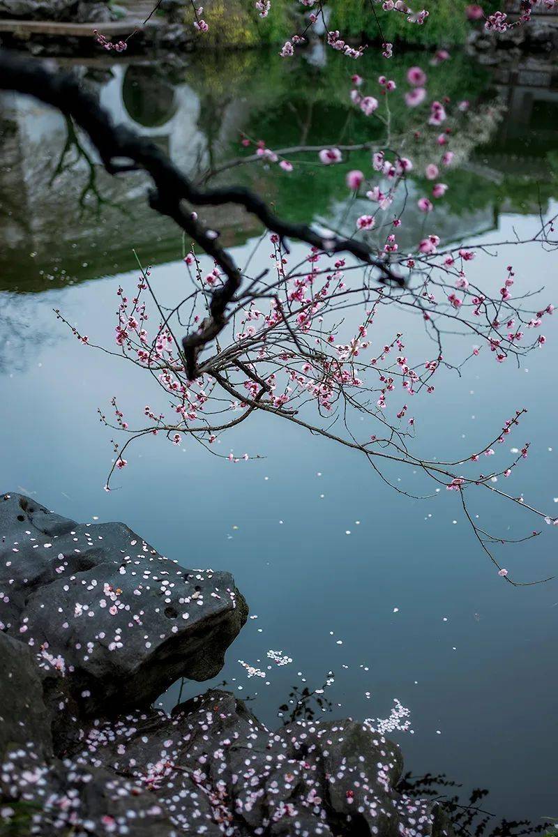 春风夜雨,流水落花,价值该是多少?