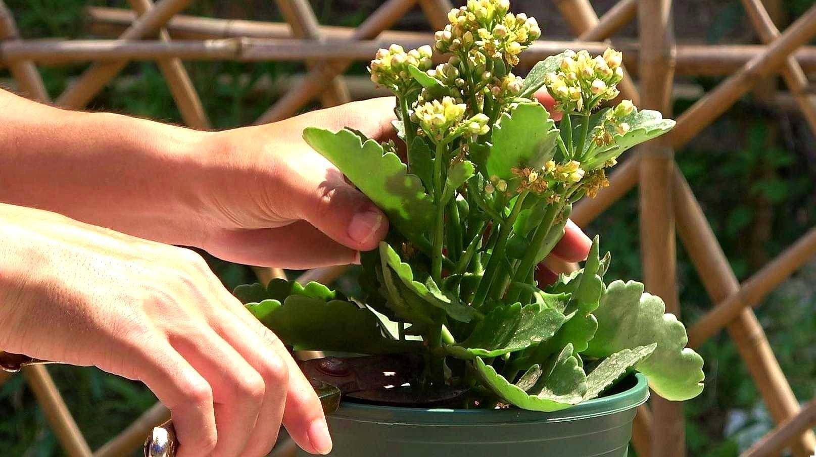 养长寿花,做3点,花苞多花朵大花期长,一年四季开花,喜庆洋气_繁殖