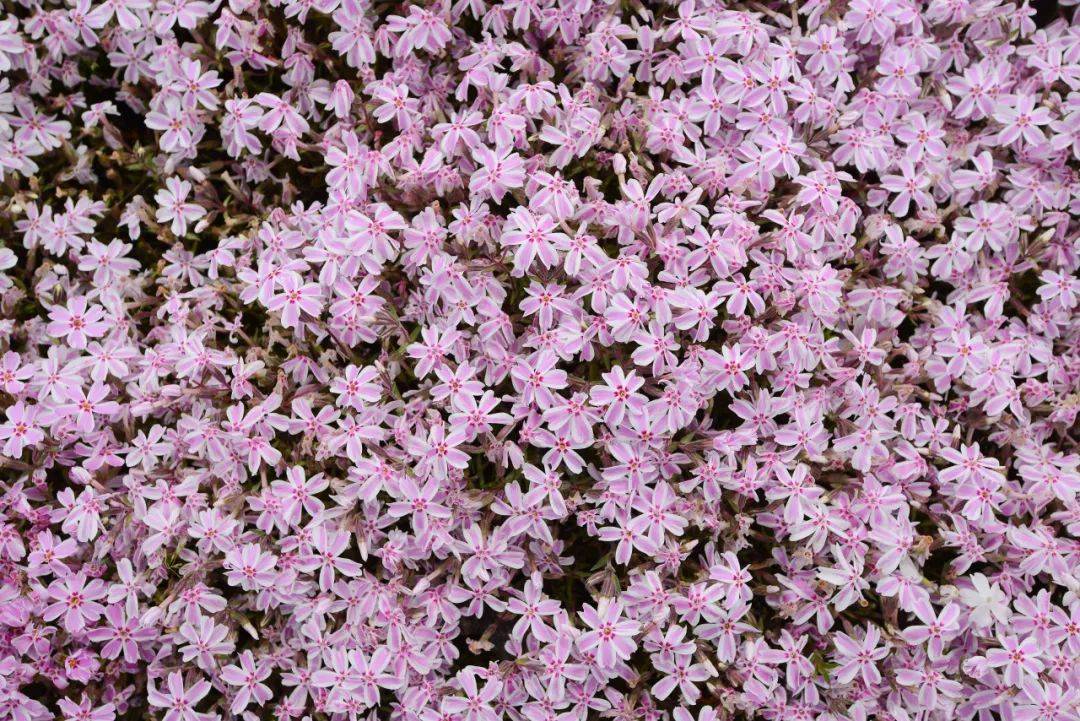 日本本州紫藤 芝樱,你能想象这趟花海之旅有多梦幻,多唯美吗?