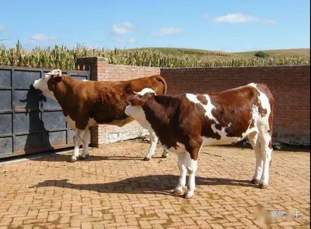 庆峰带你学会预防牛生病!_传播_发病_进行