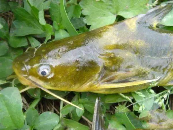 黄颡鱼是一种生活在淡水中的小型广食性鱼类,俗称:嘎牙,黄辣丁