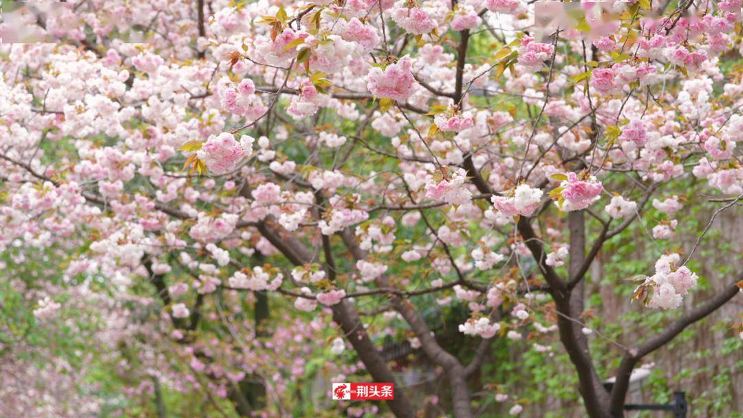 荆州赏花攻略来了→_art_spring_地点