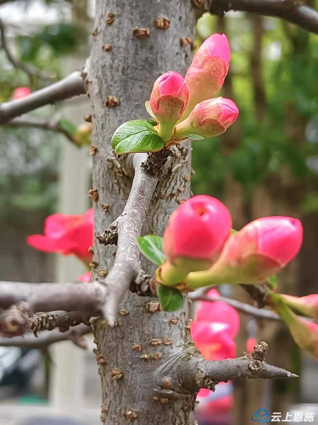 咸丰海棠花儿红_木瓜_植物_征服