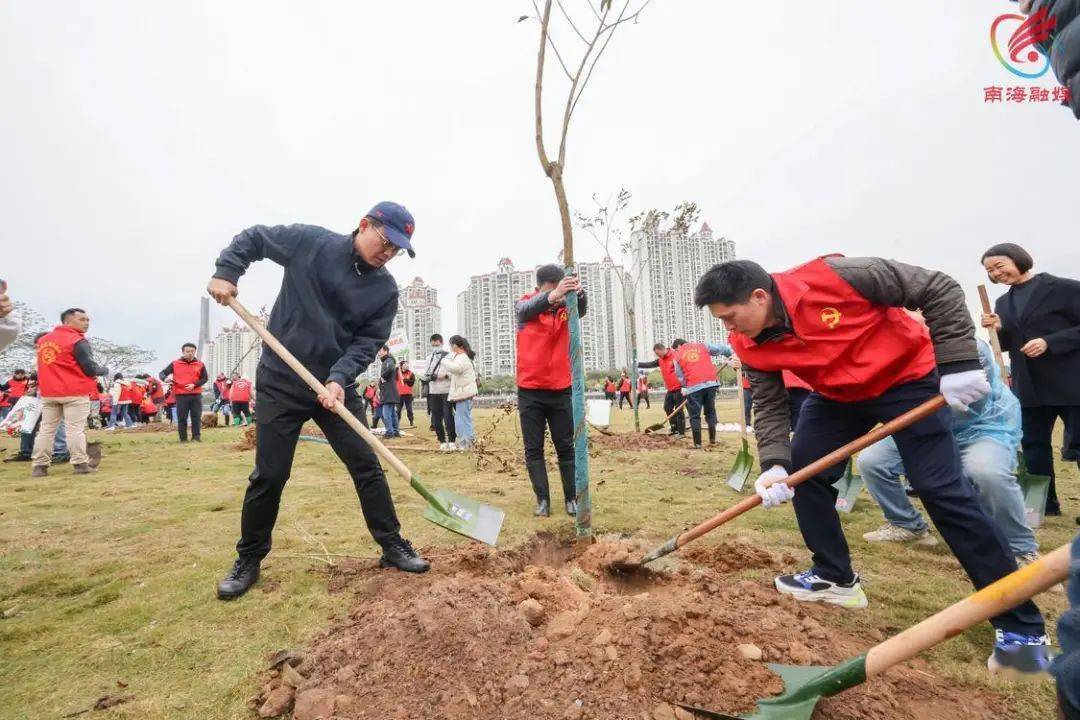 近1.8万棵树苗"安家"!桂城全民植树,共建绿美家园→_绿化_社区_活动