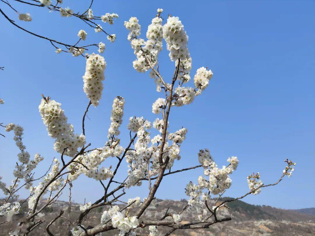 西乡樱桃花图片