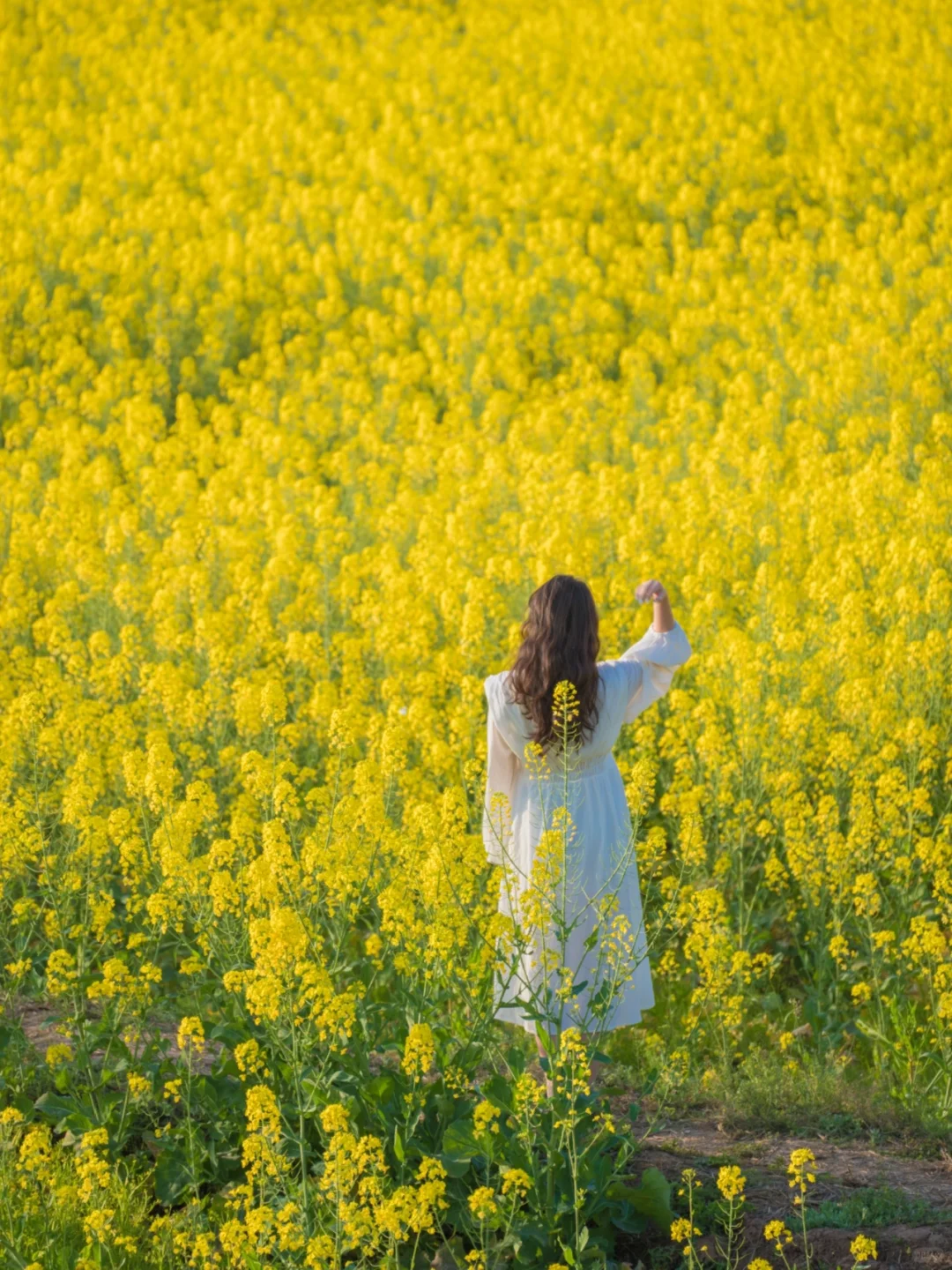 油菜花真实图片 女孩图片