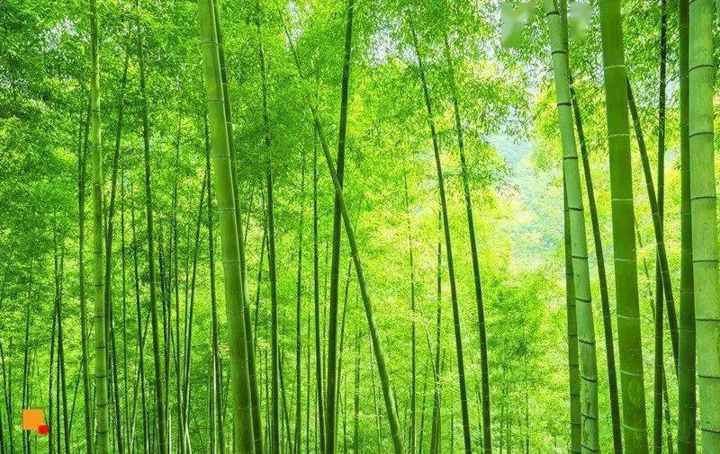 清明3天又见61黄山火车の水墨徽州黄山宏村木坑竹海