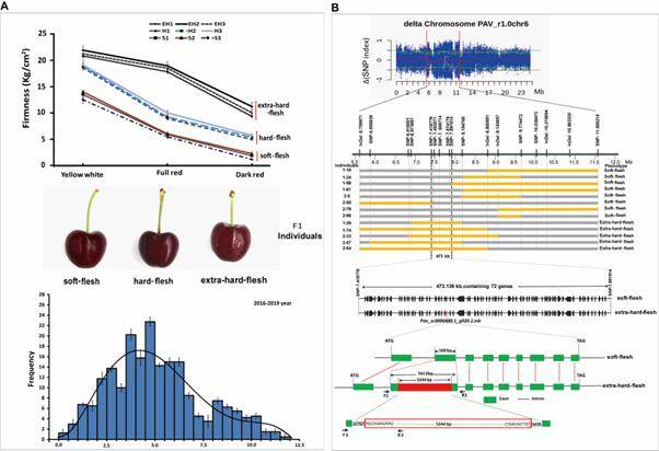 pbj郑州果树研究所发现控制甜樱桃果实硬度基因pavscpl