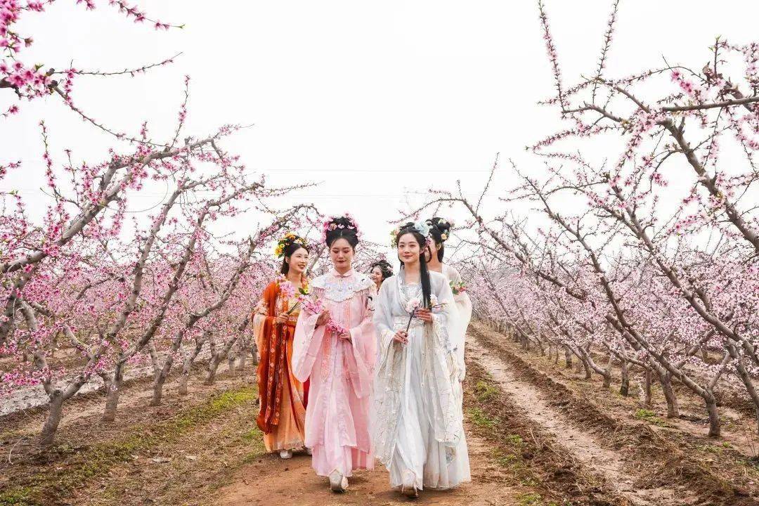 3月,白鹿村各桃花园内的桃花将相继开放,一座座桃园相连,形成大面积的