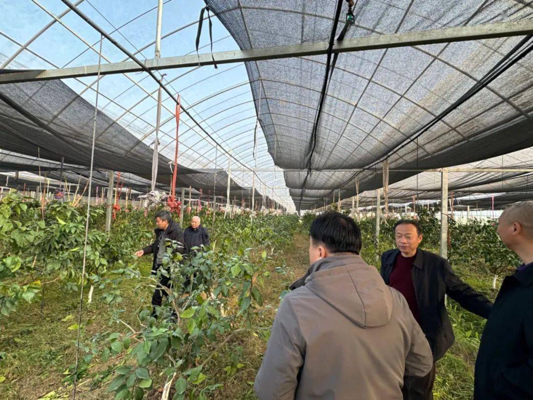 上海市果品行业协会调研金山红美人基地,探讨红美人种植技术_柑桔
