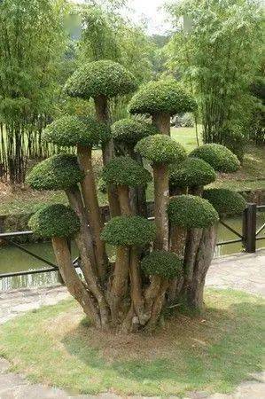 世界_被誉为_树干