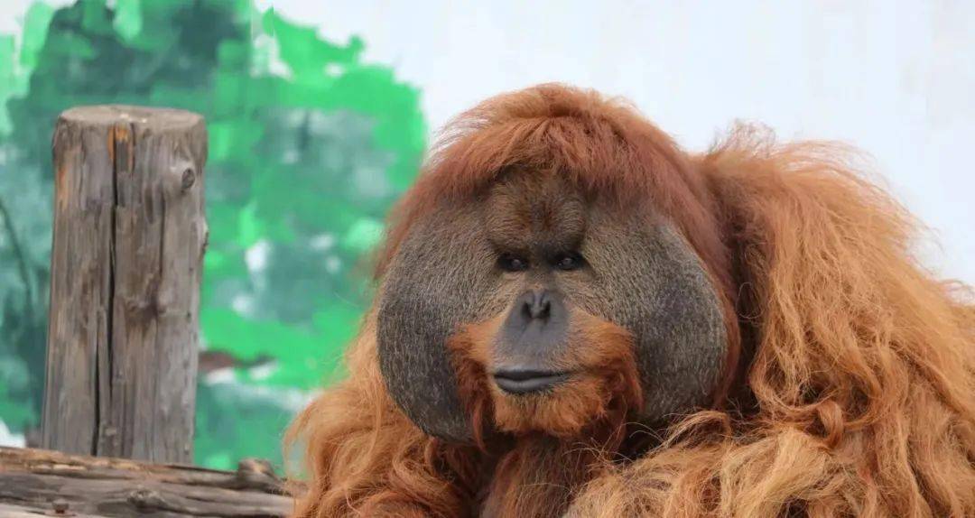 动物园小动物集体胖成罐罐网友爆笑听说是爷爷奶奶养大的呢