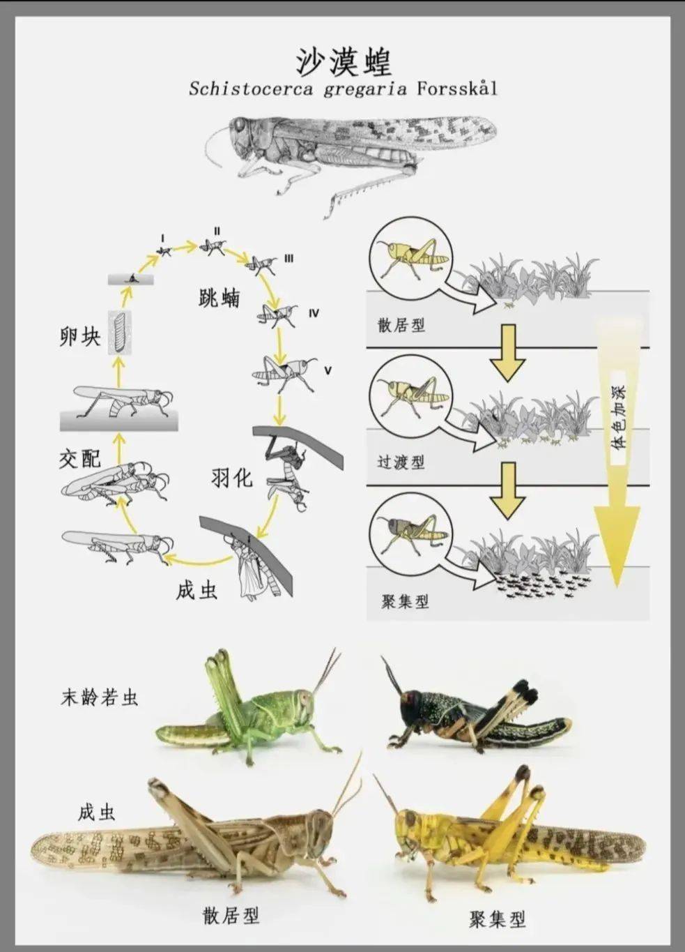 蝗虫的运动方式图片