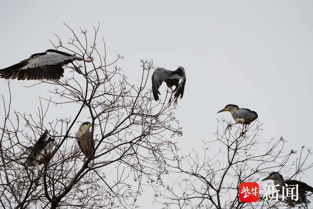 视频 南京长江大桥南堡下